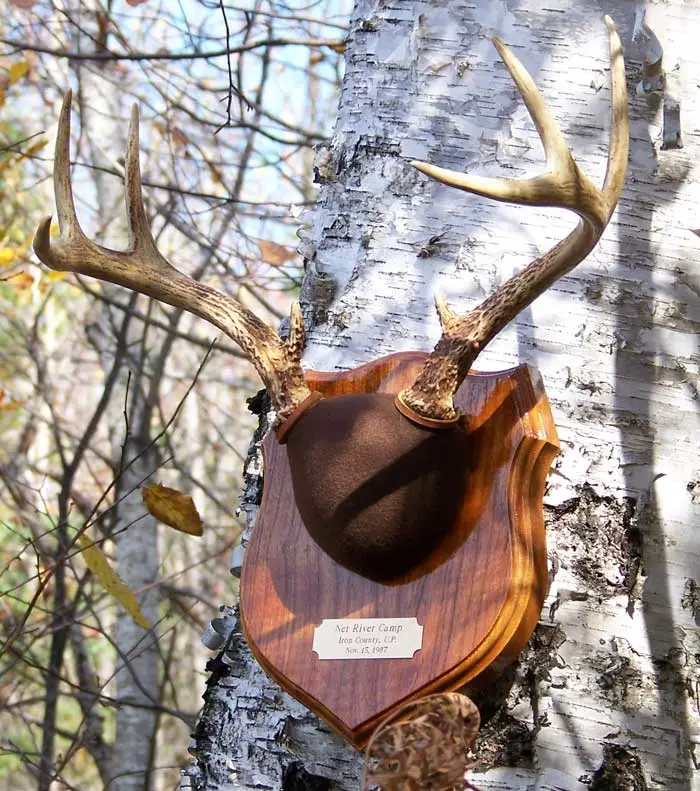 Antler mount