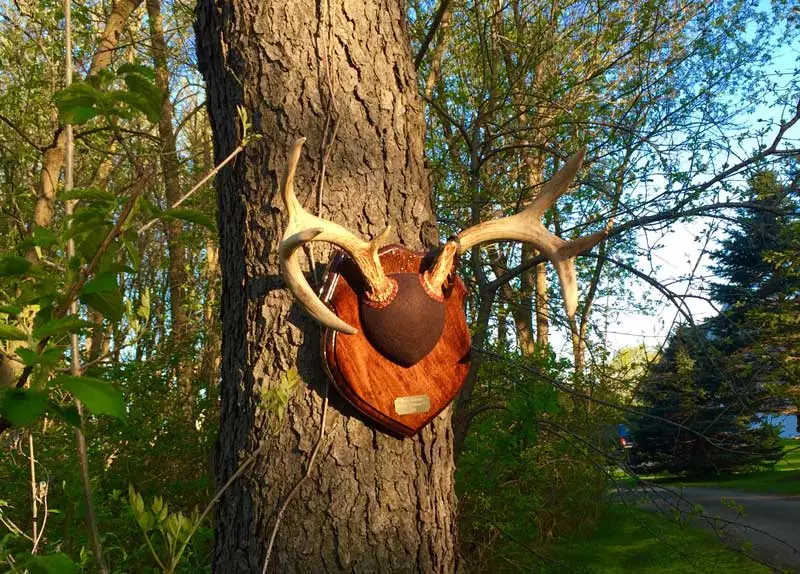 Antler mount