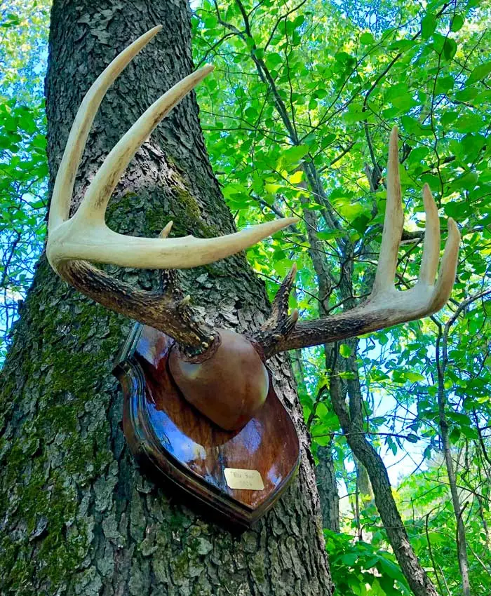 Antler mount