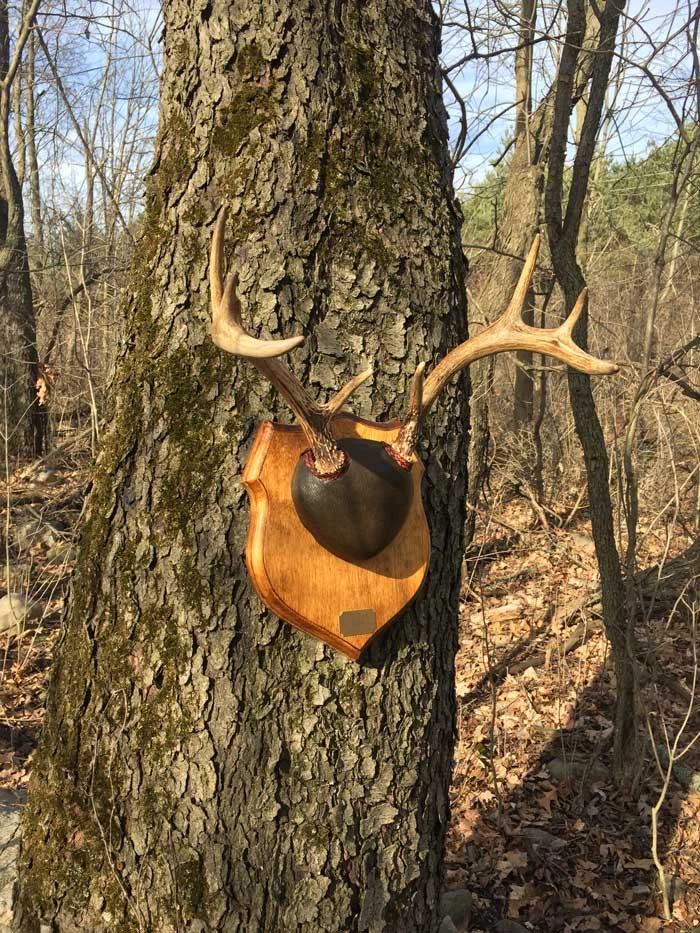Antler mount