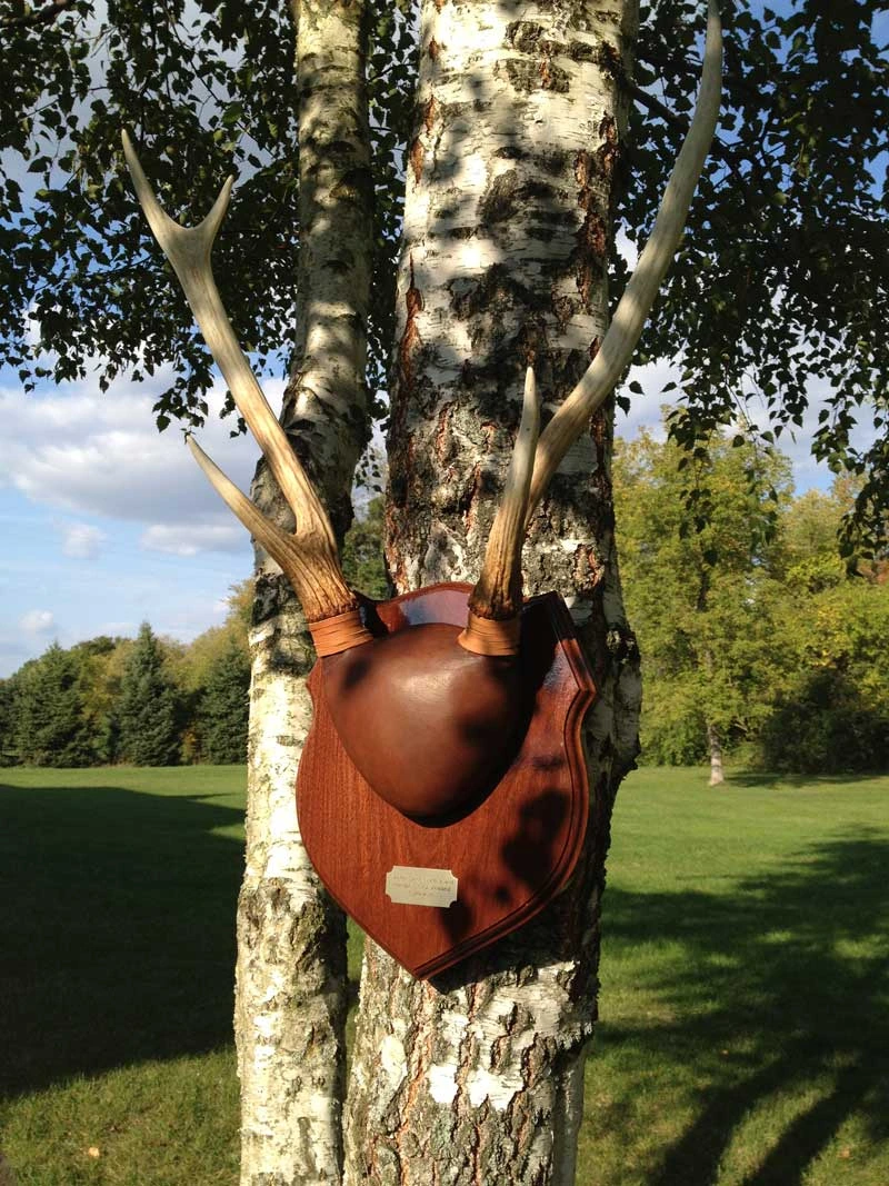 Antler mount