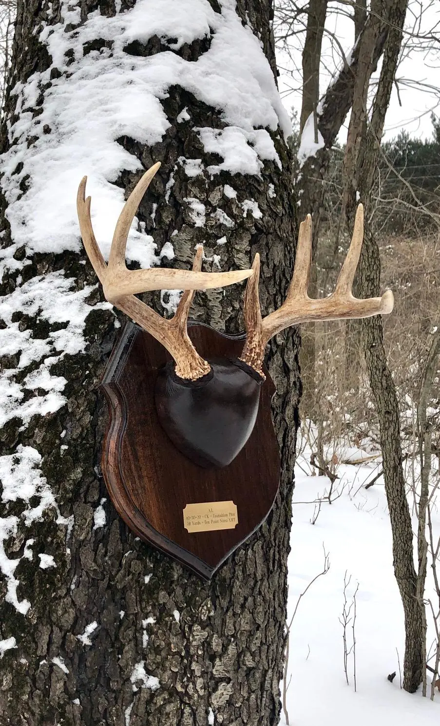 Antler mount
