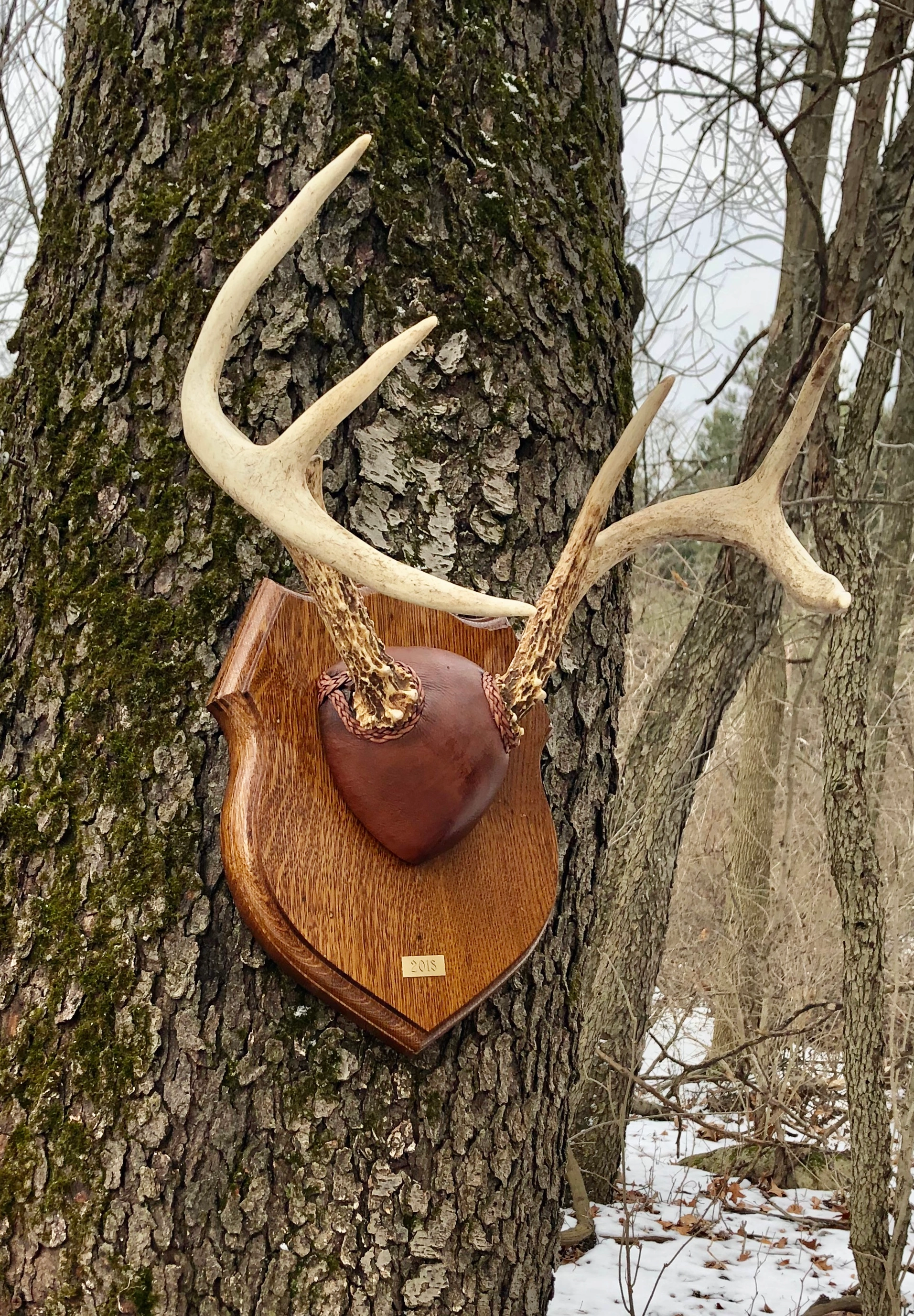 Taxidermy mount