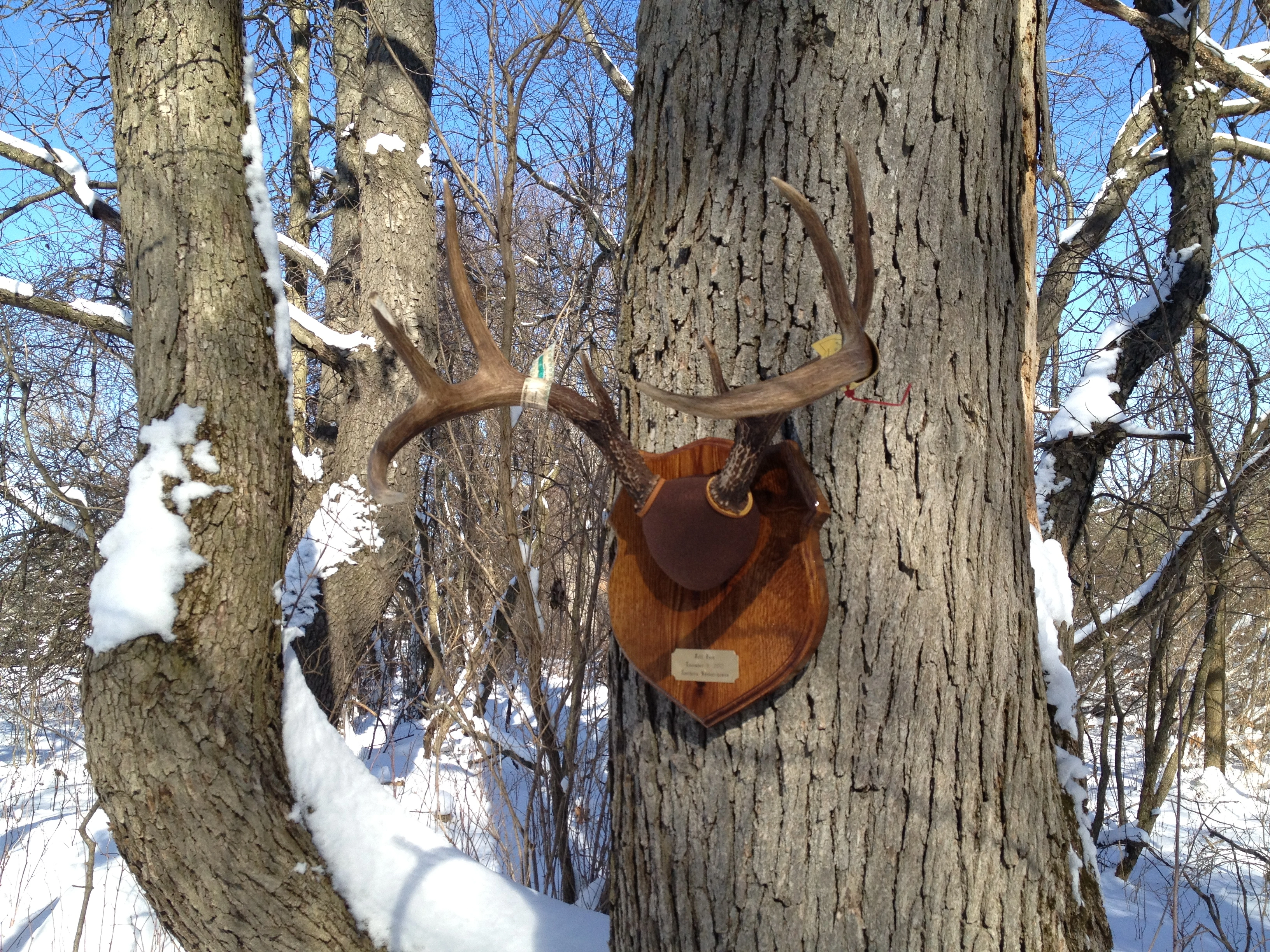 Antler mount
