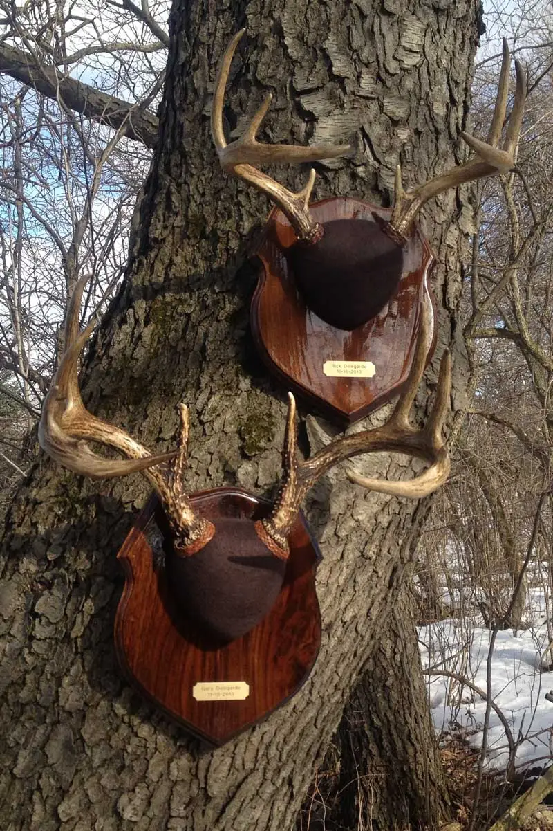 Antler mount