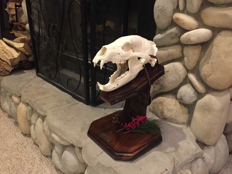 European skull mount