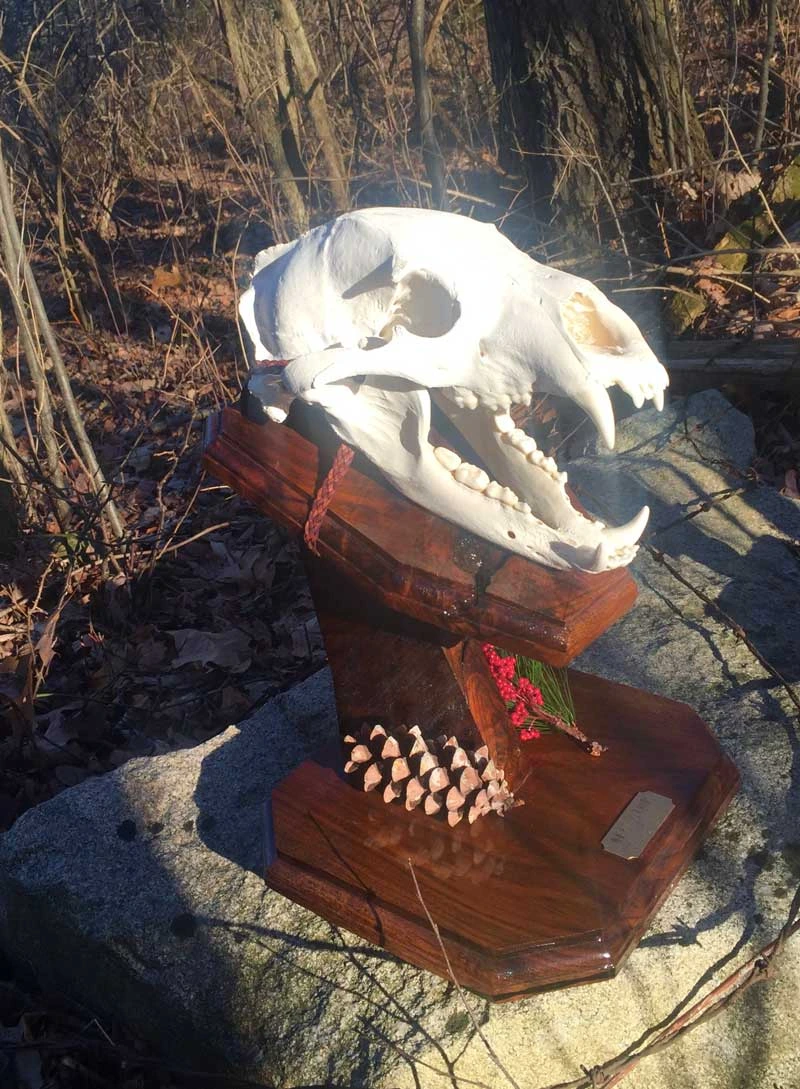 European skull mount