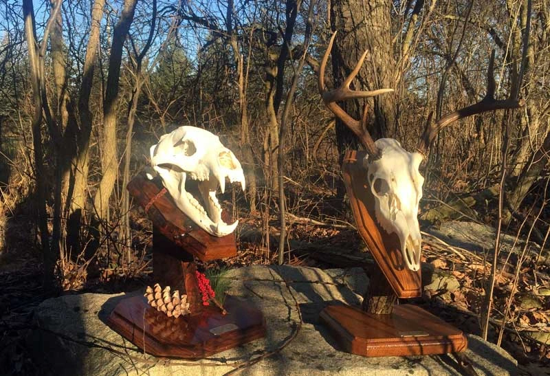 European skull mount