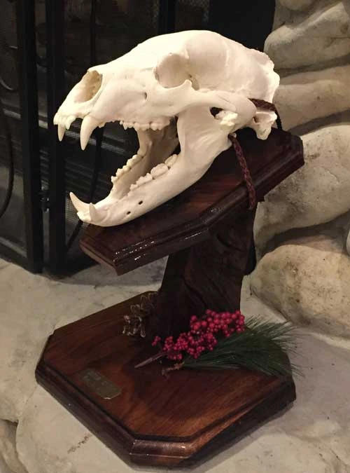 European skull mount