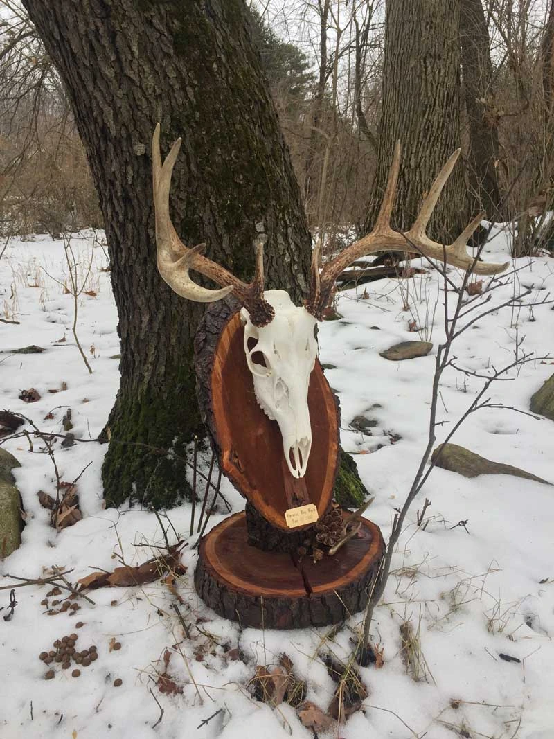 European skull mount