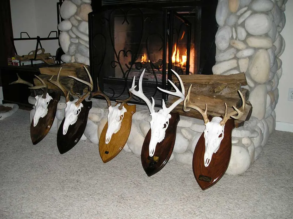 European skull mount