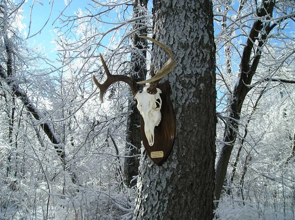 Taxidermy mount