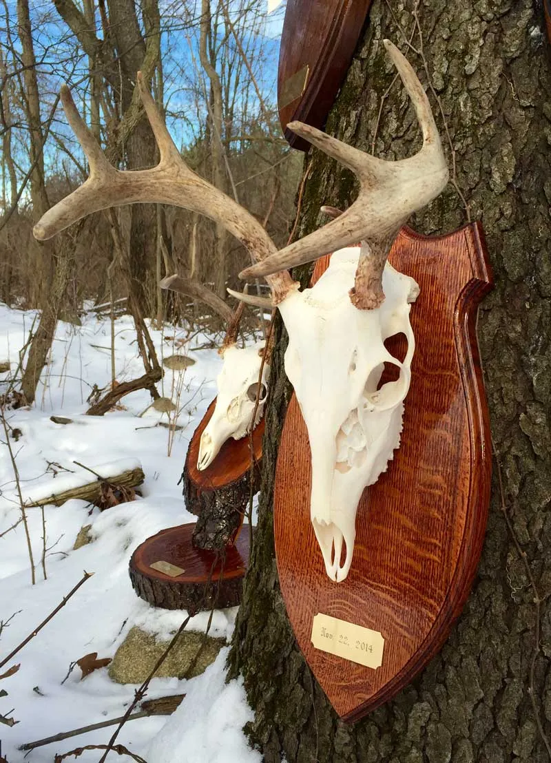 European skull mount