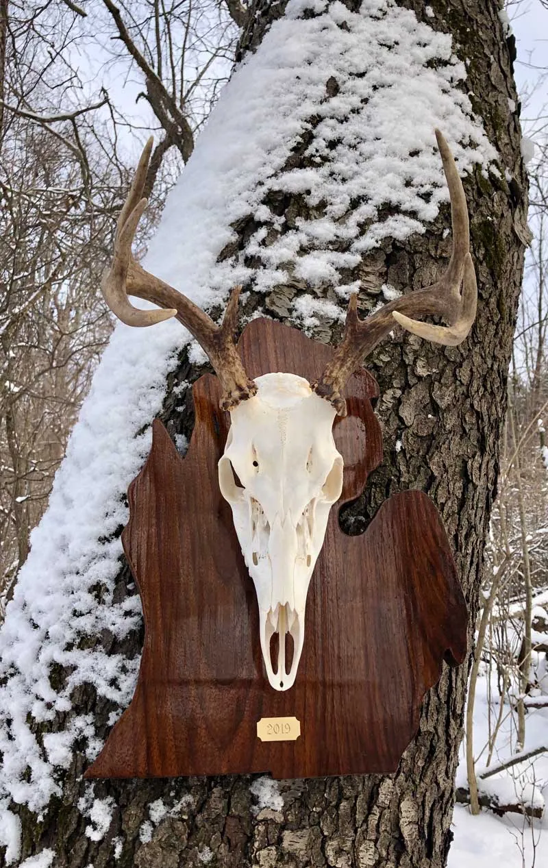 European skull mount