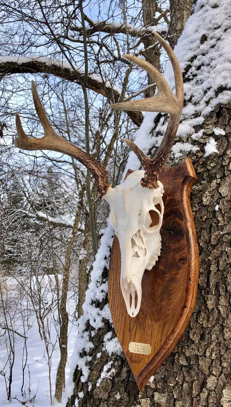 European skull mount