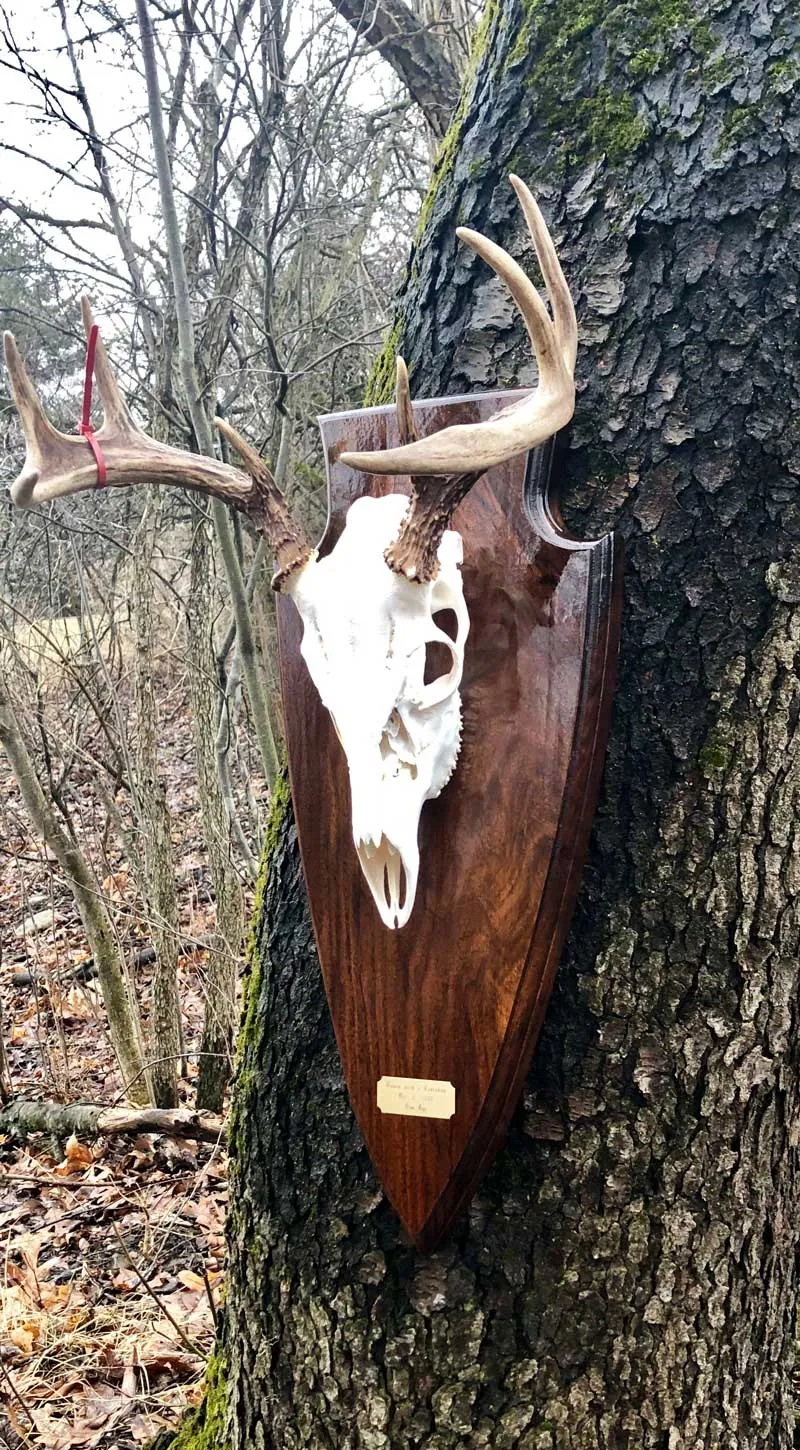 European skull mount