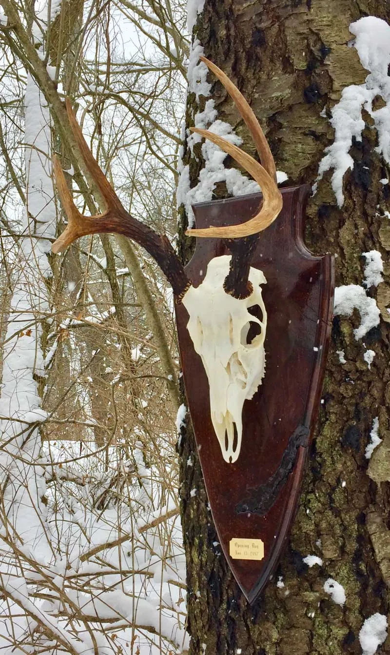 European skull mount