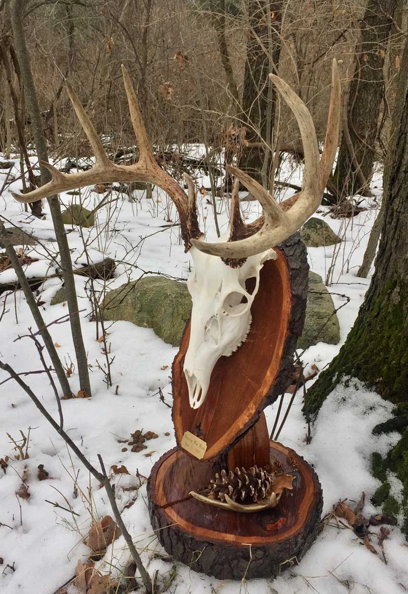 European skull mount