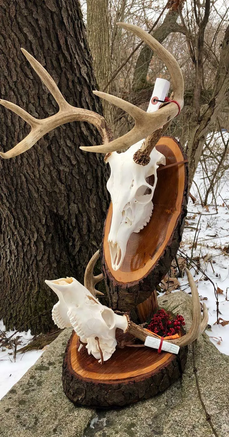 Taxidermy mount