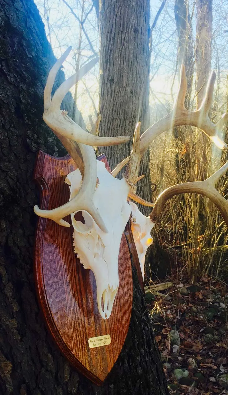 European skull mount
