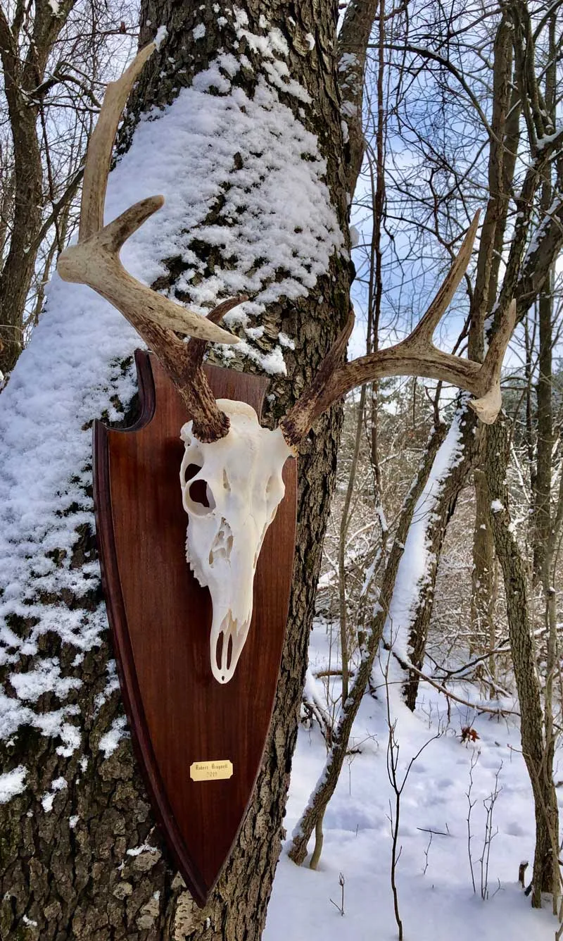 European skull mount