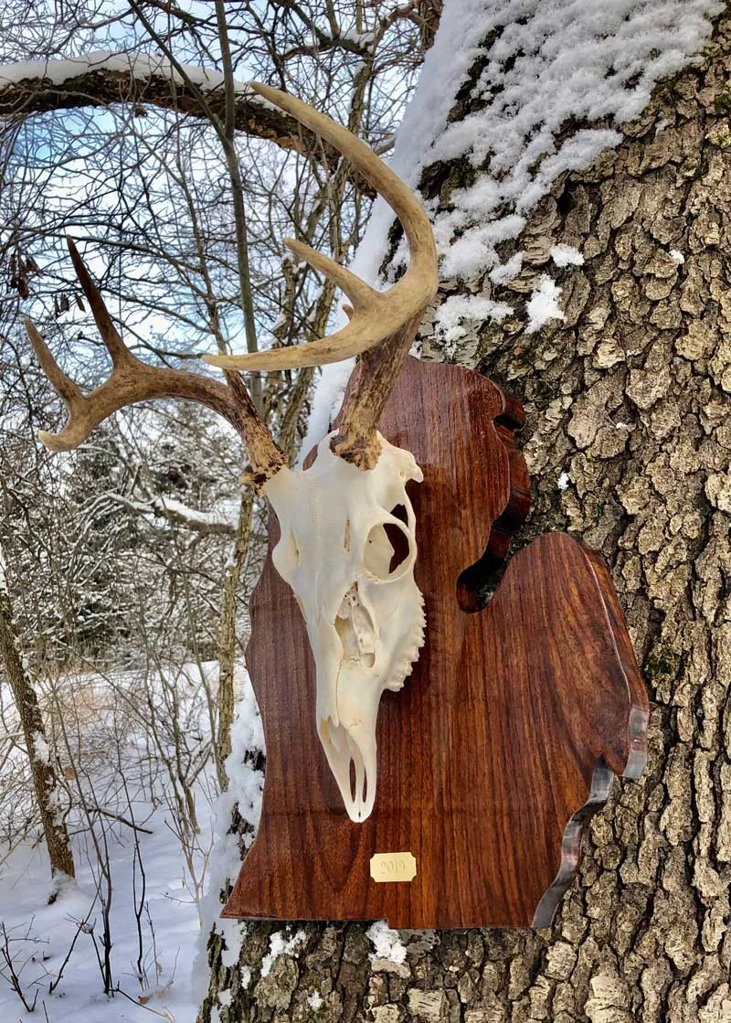 European skull mount