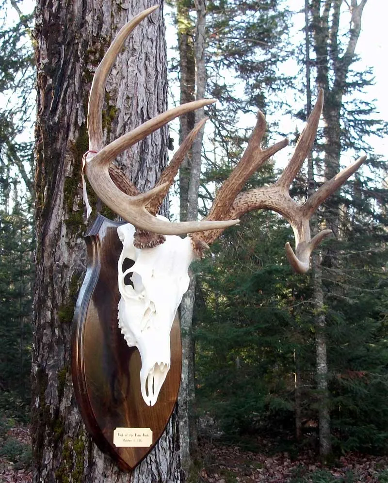 European skull mount