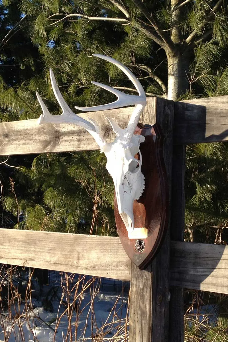 European skull mount