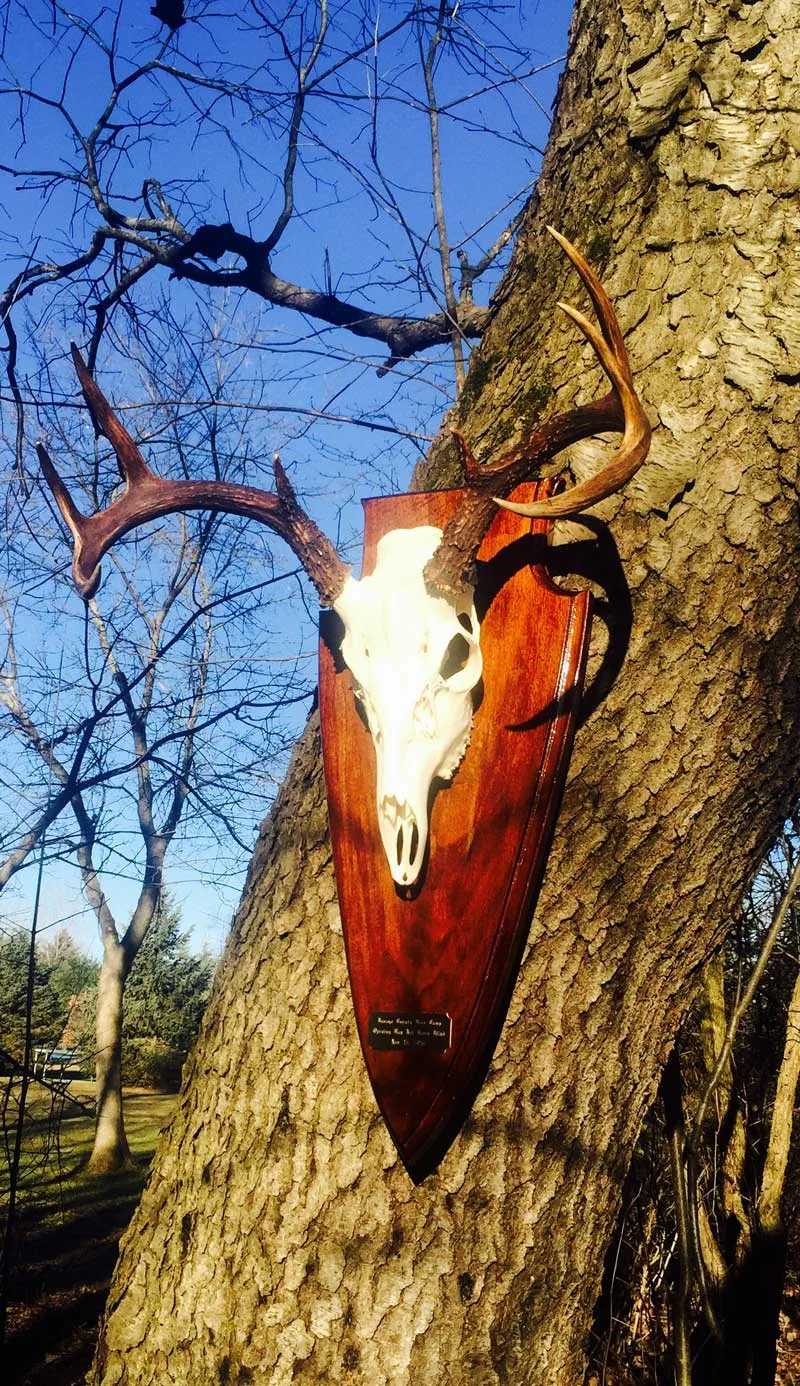 European skull mount