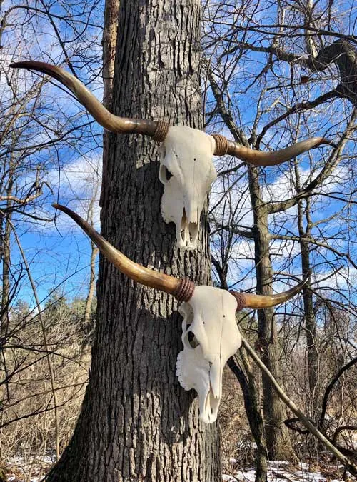 European skull mount