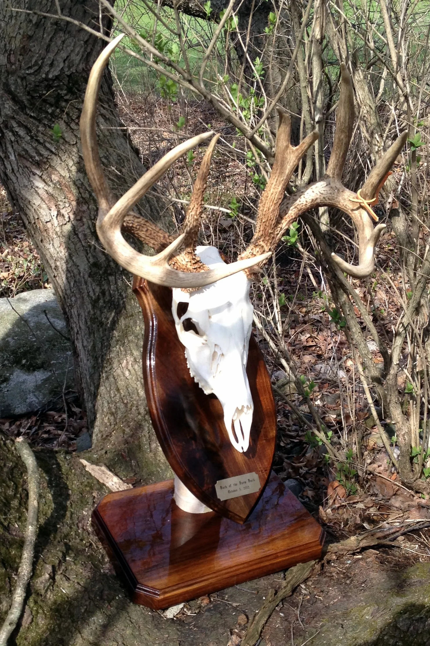 European skull mount